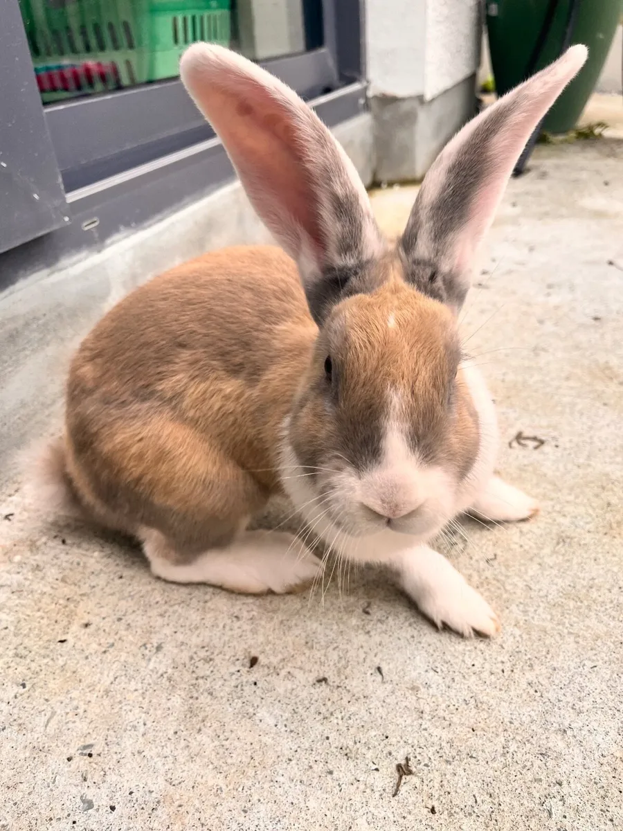 Rabbit and hutch - Image 1