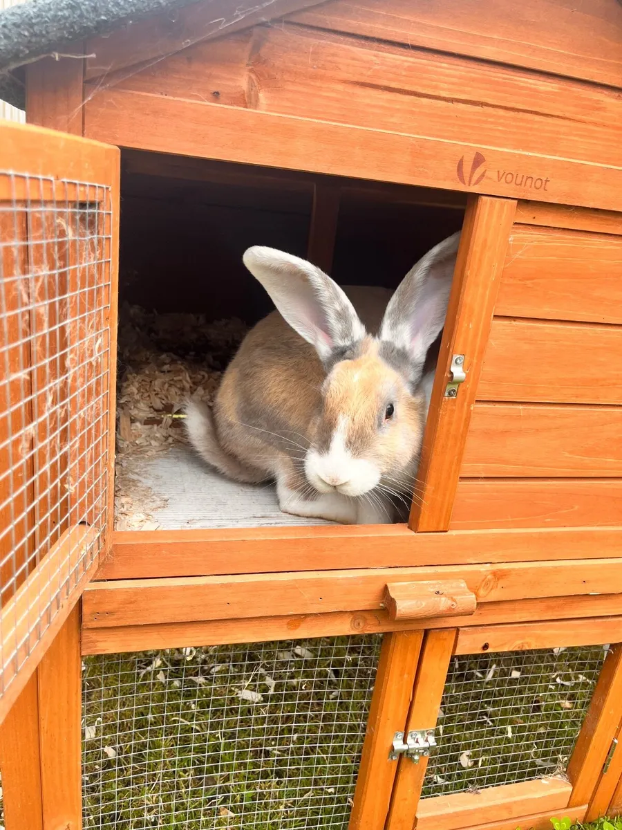 Rabbit and hutch - Image 2