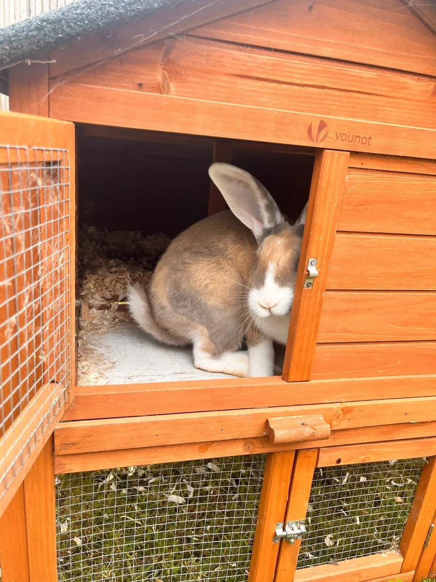 Rabbit and hutch - Image 3