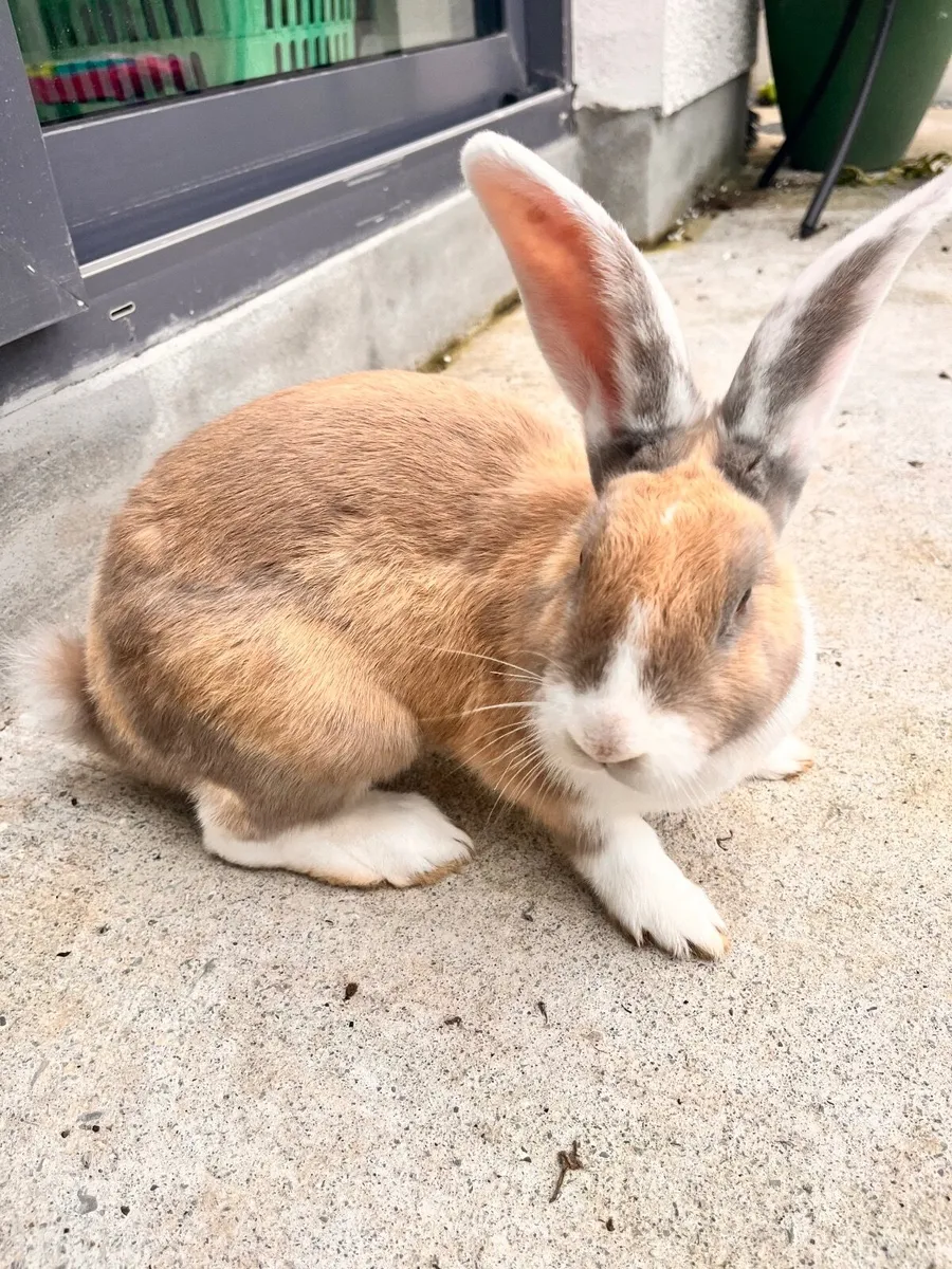 Rabbit and hutch - Image 4