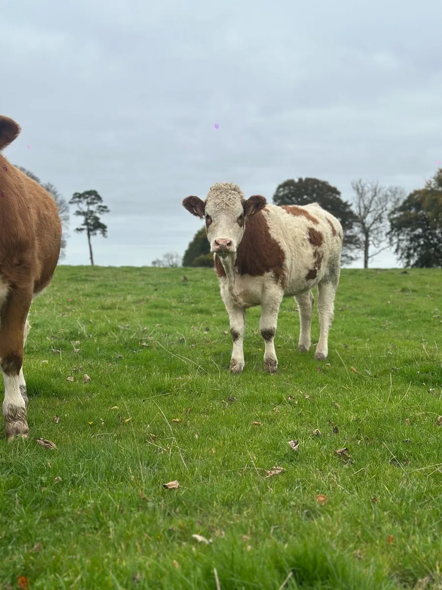 5 Simmental Heifers - Image 2