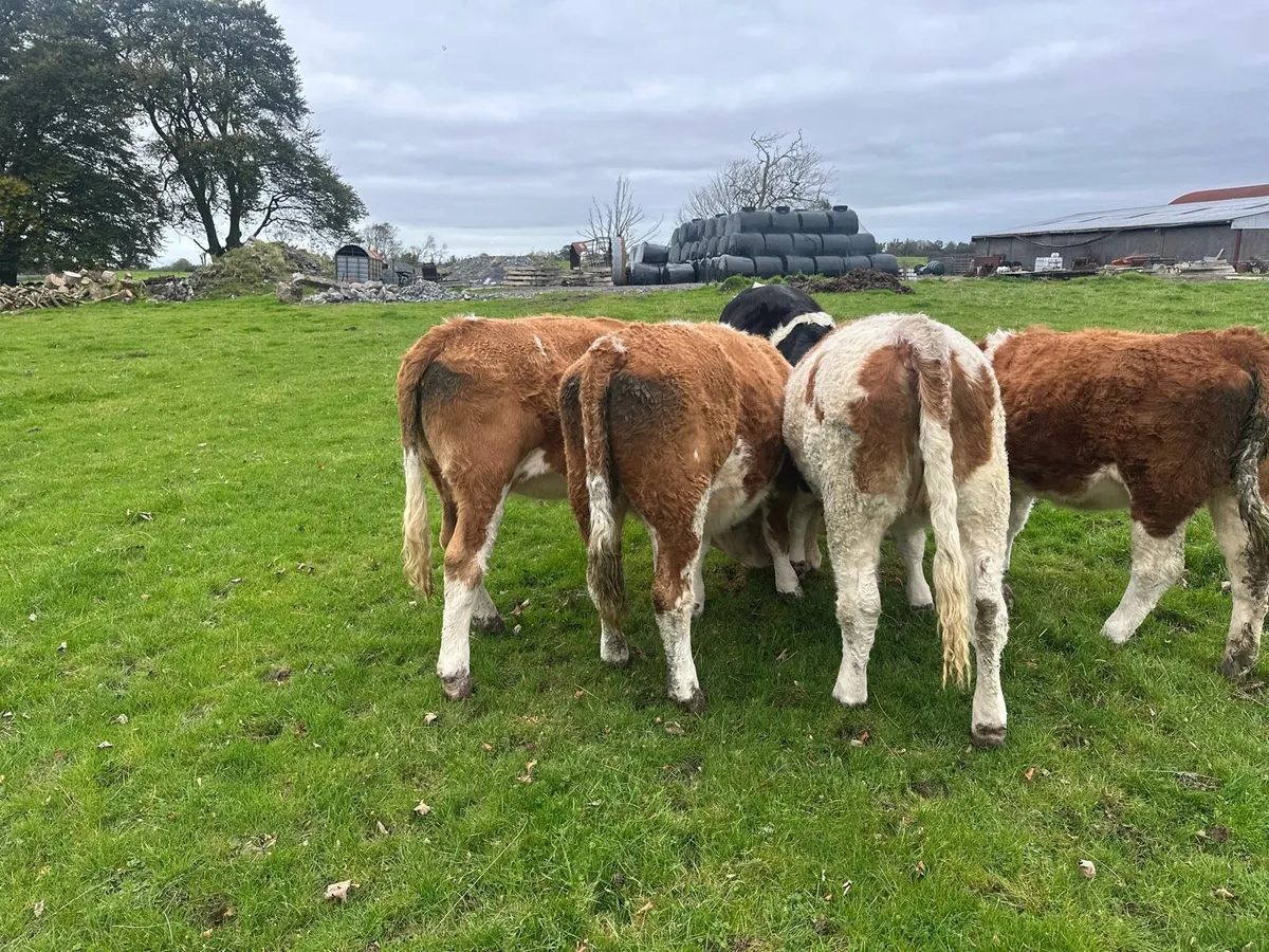 5 Simmental Heifers - Image 3