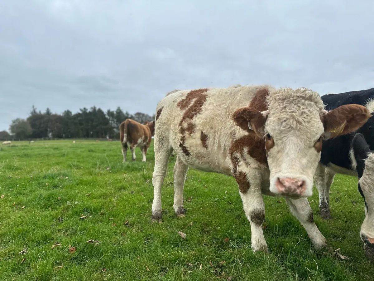 5 Simmental Heifers - Image 4