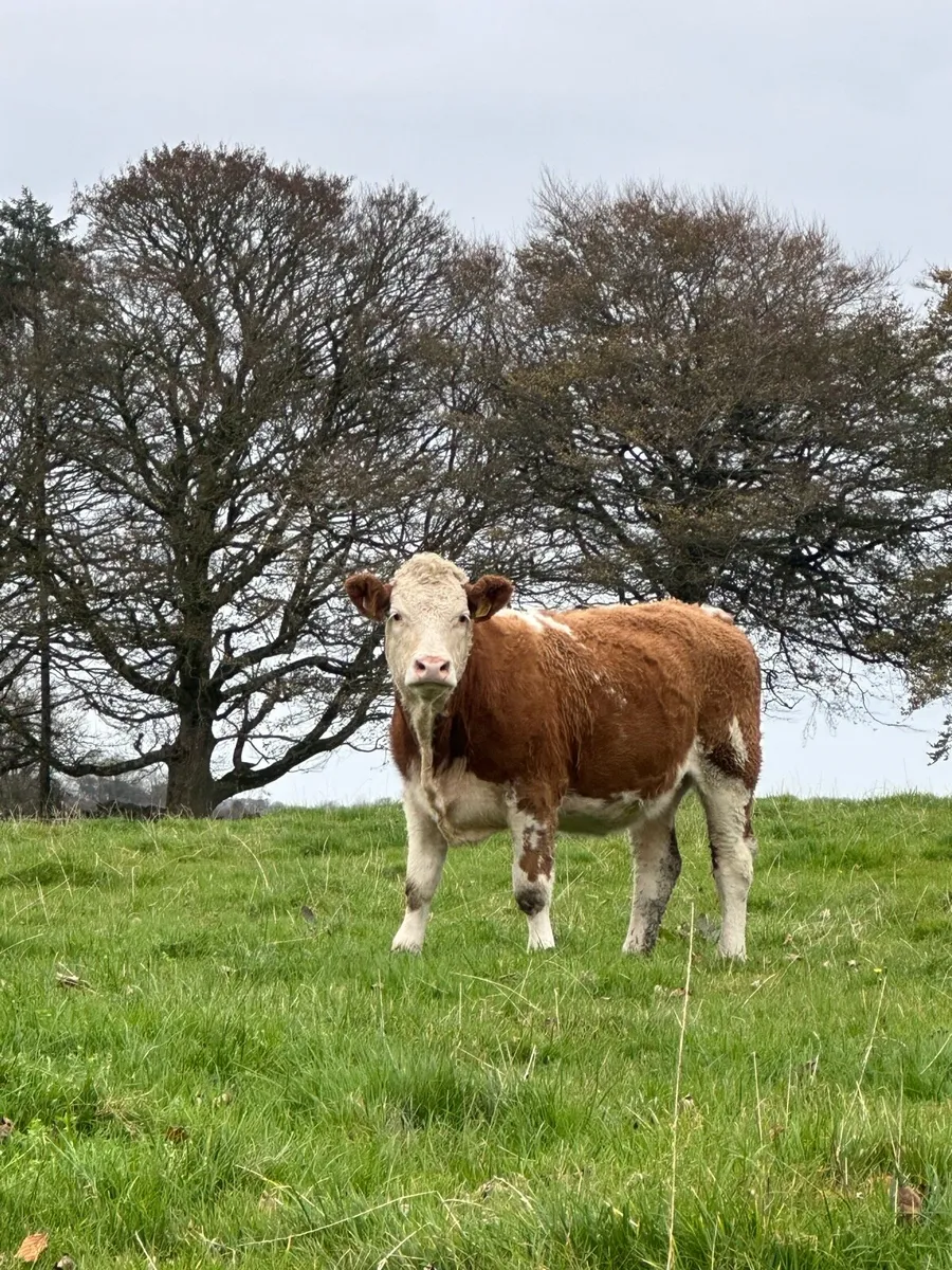 5 Simmental Heifers - Image 1