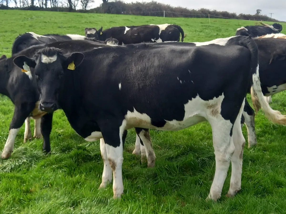 Fr InCalf Heifers - Image 1