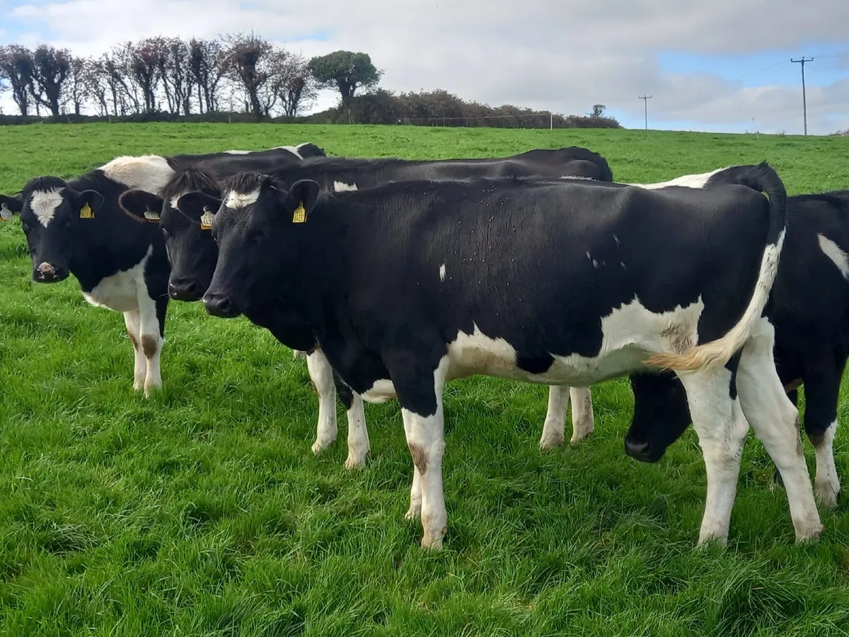 Fr InCalf Heifers - Image 2