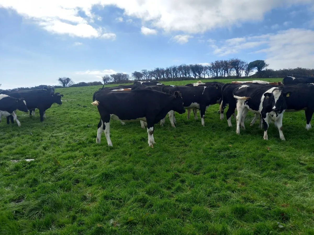 Fr InCalf Heifers - Image 3