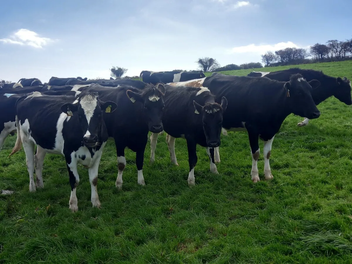 Fr InCalf Heifers - Image 4