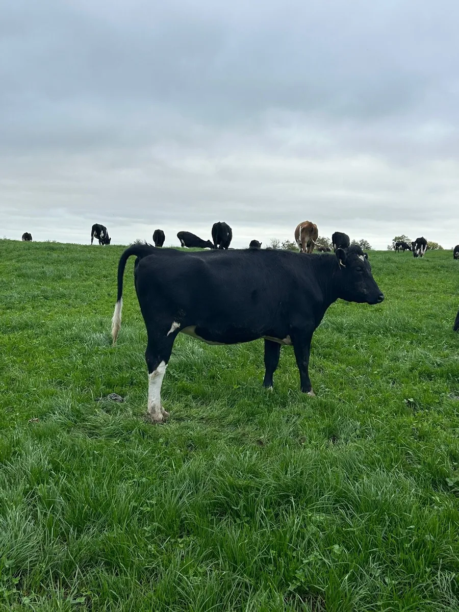 Incalf heifers - Image 2