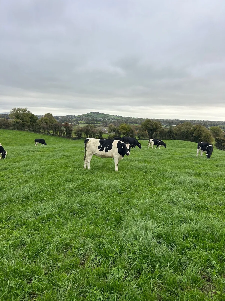 Incalf heifers - Image 3
