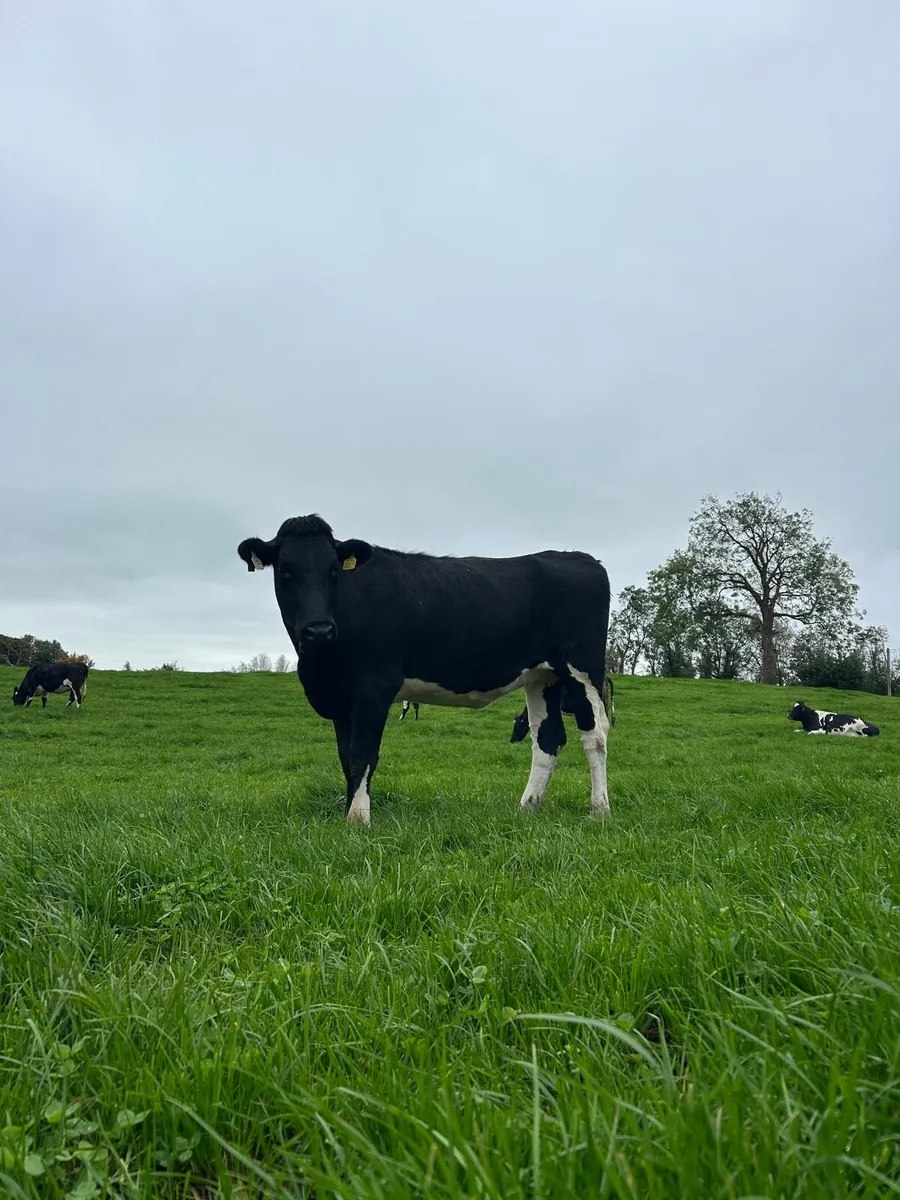 Incalf heifers - Image 4