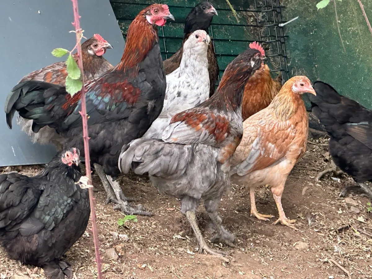 Pullets - Image 1