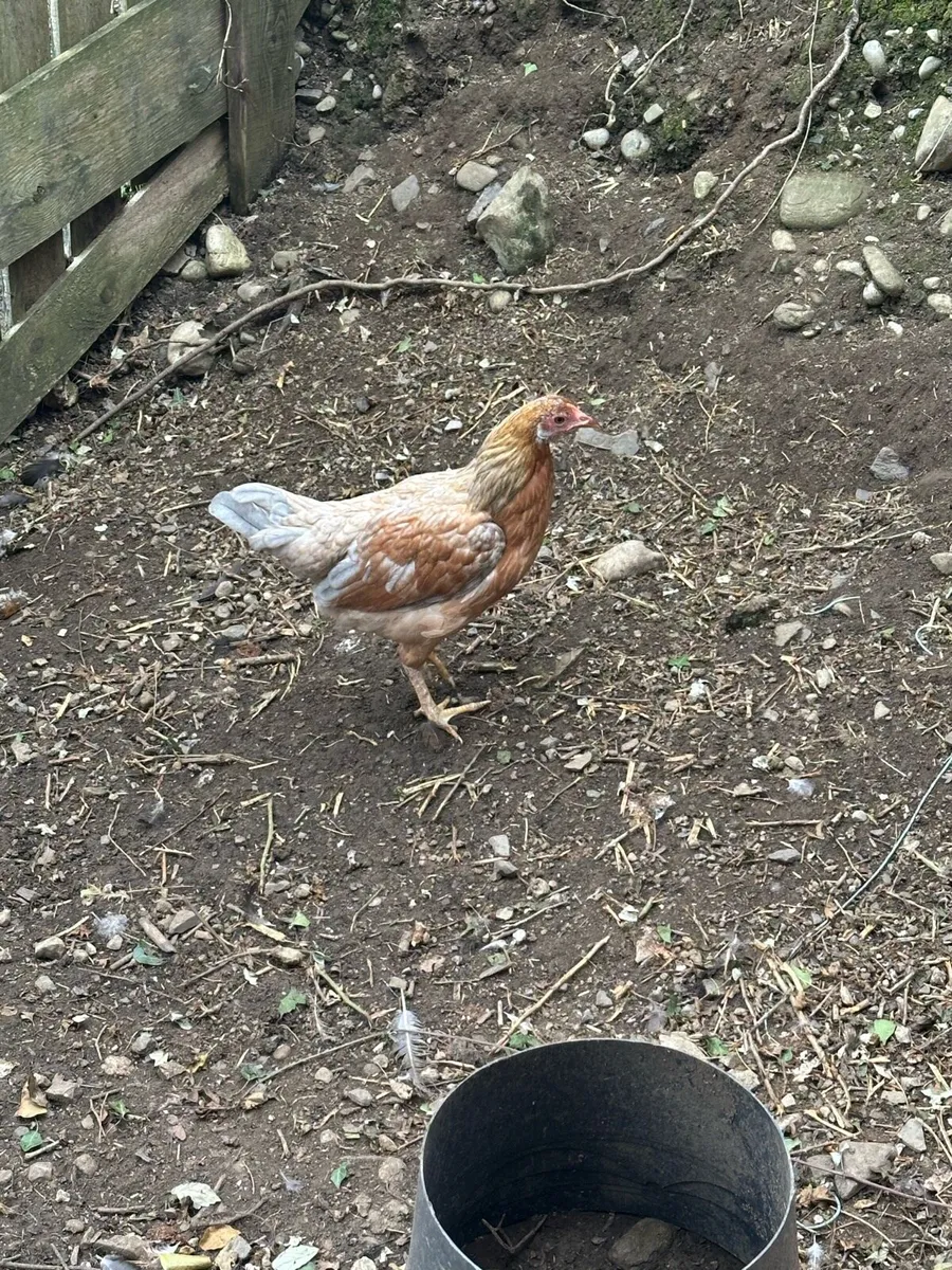 Pullets - Image 2