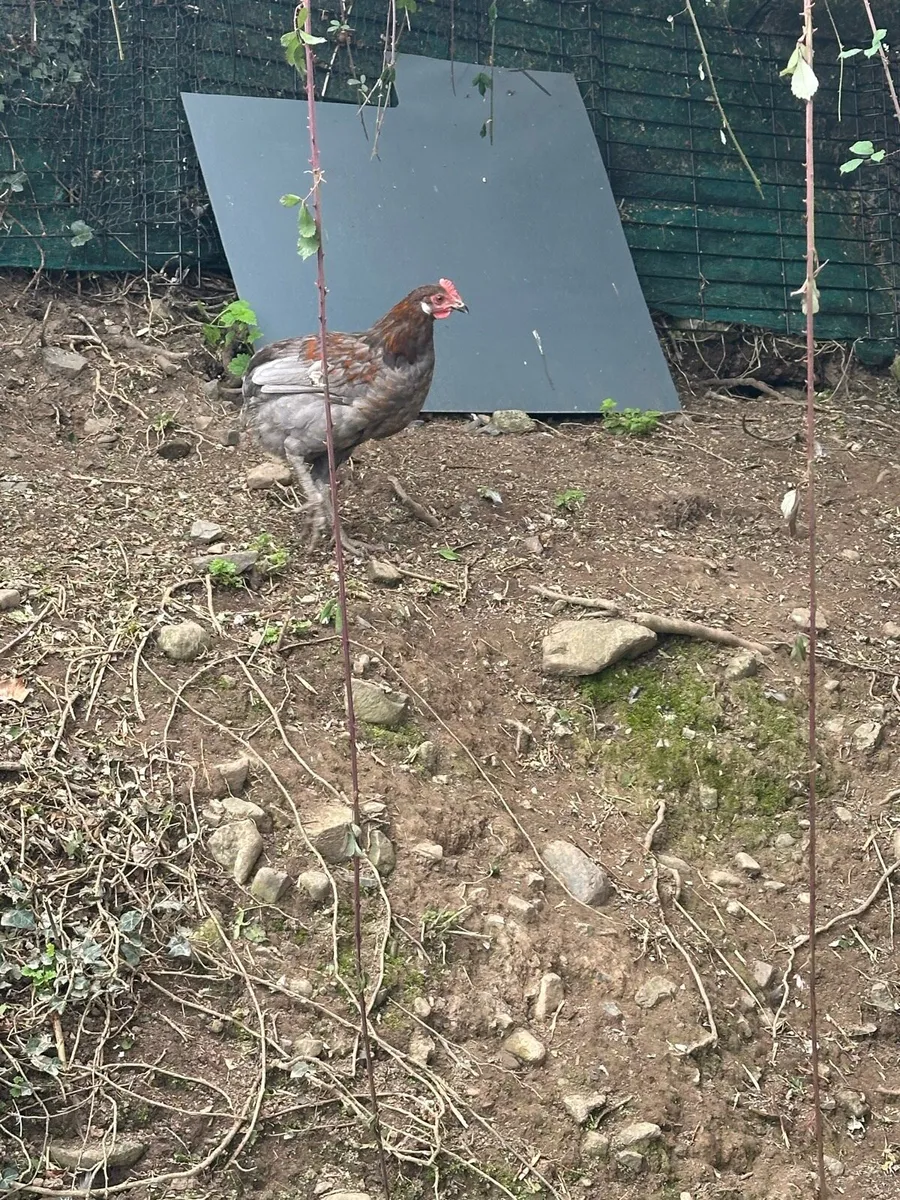 Pullets - Image 3