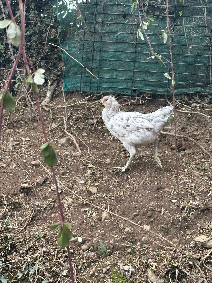 Pullets - Image 4