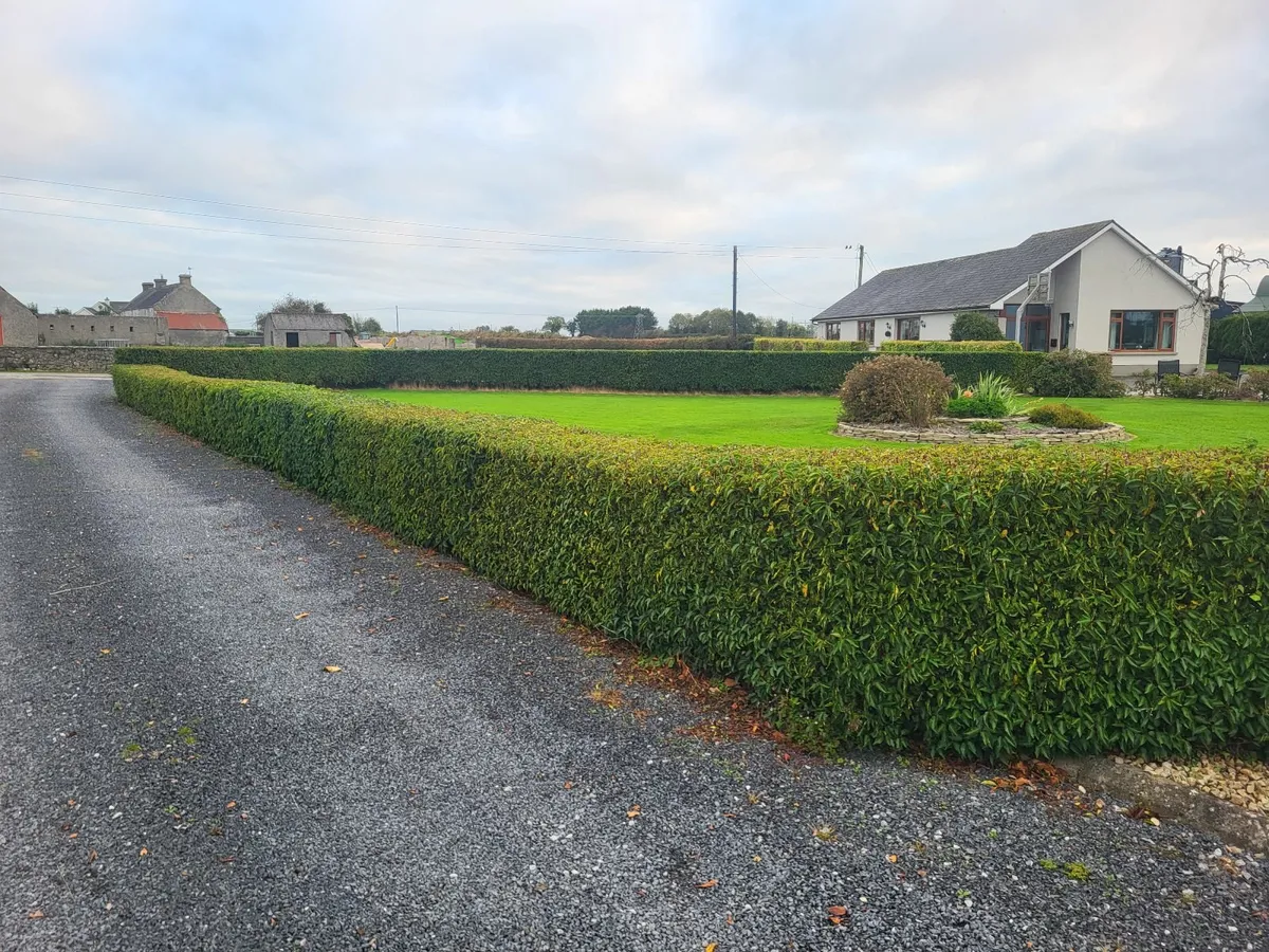 Box hedge (Portuguese laurel) - Image 1