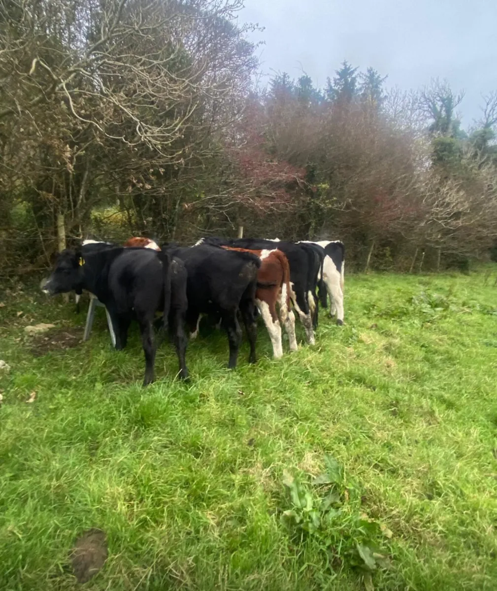 Eleven 330/370kg store bullocks - Image 2