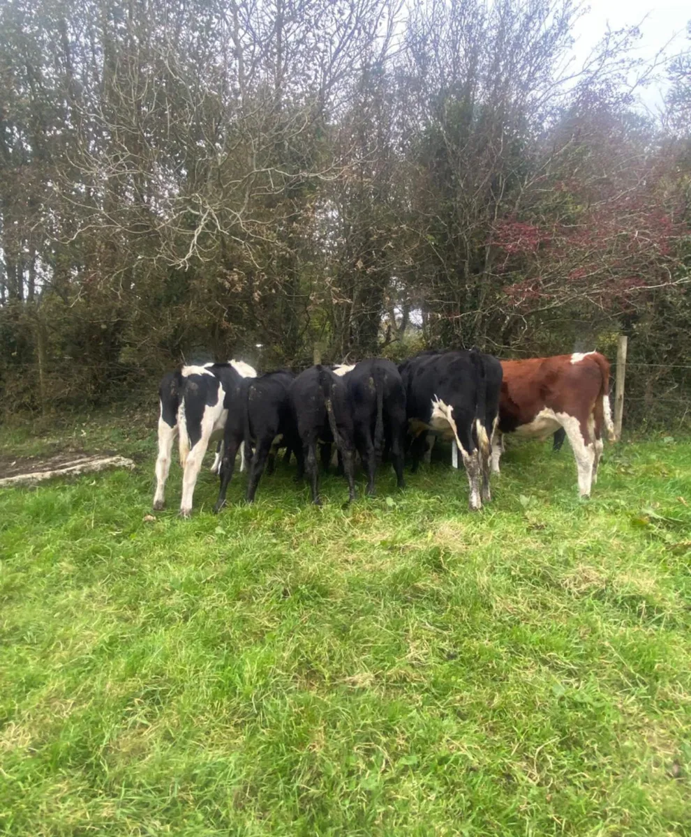 Eleven 330/370kg store bullocks - Image 3