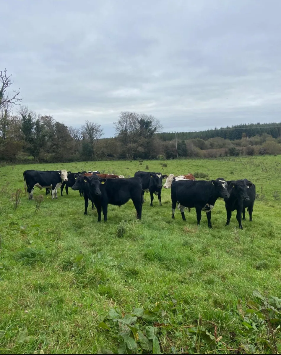Eleven 330/370kg store bullocks - Image 4