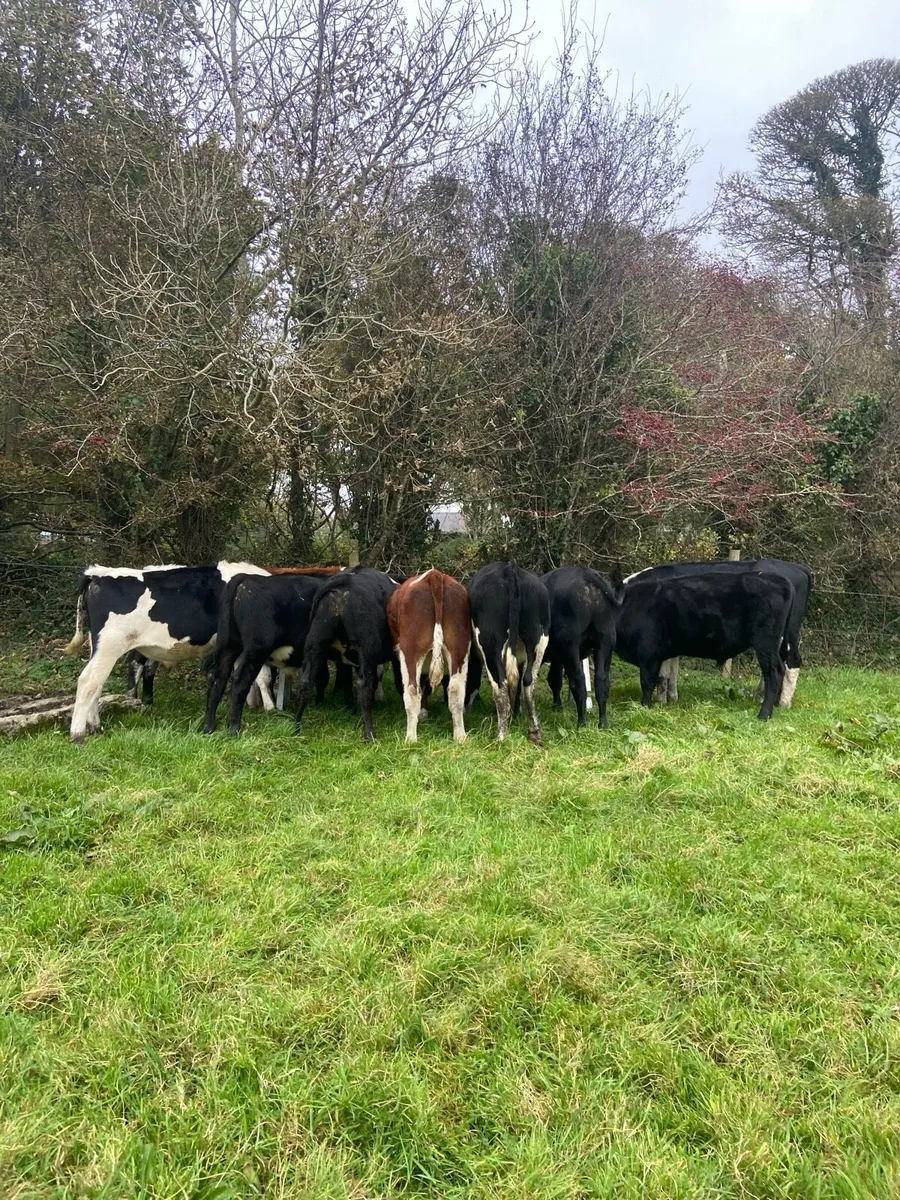 Eleven 330/370kg store bullocks - Image 1