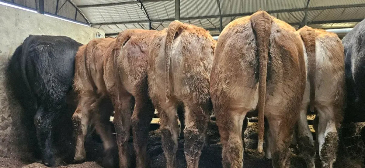 8 Exceptional U Grade LMX Heifers* - Image 4