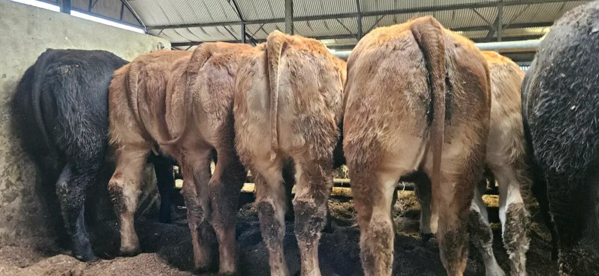 8 Exceptional U Grade LMX Heifers* - Image 1