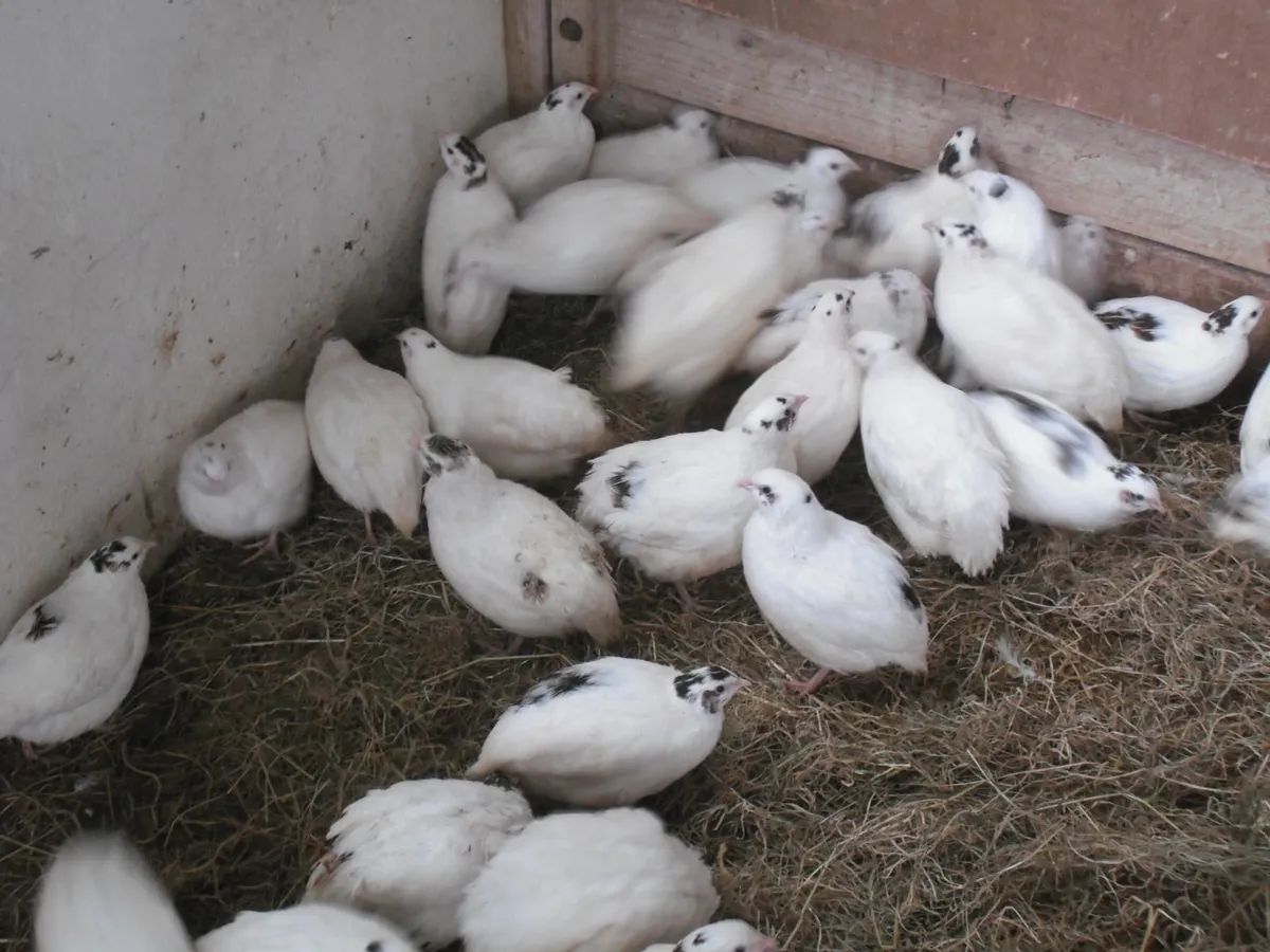 QUAIL SILKIES - Image 1