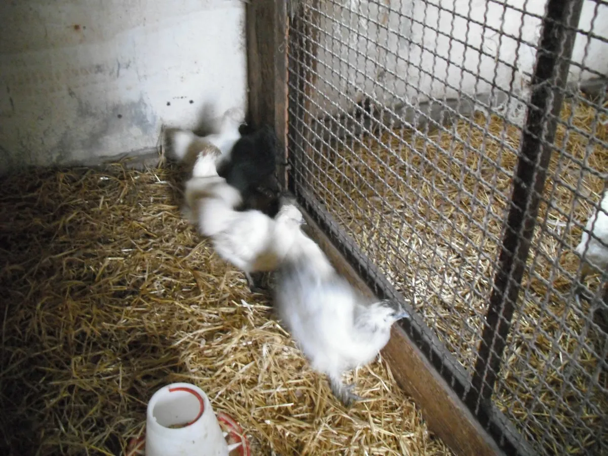 QUAIL SILKIES - Image 2