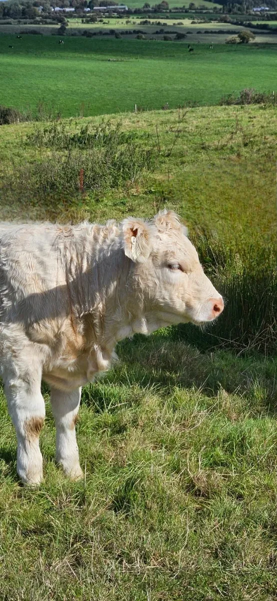 Pedigree Charolais  Cow and weanling - Image 2