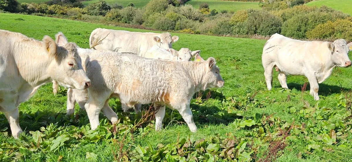 Pedigree Charolais  Cow and weanling - Image 3