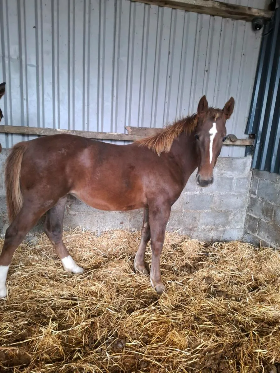 Ish filly foal - Image 1