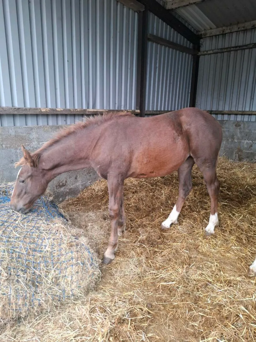 Ish filly foal - Image 2