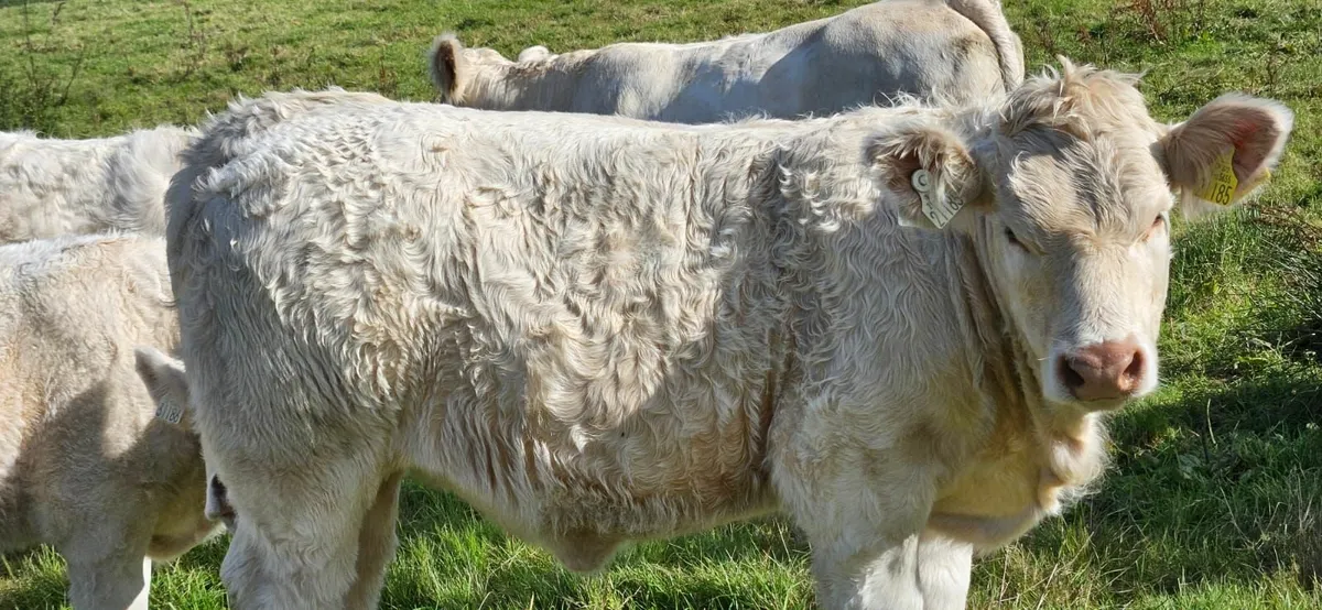 Pedigree Charolais  Cow and weanling - Image 4
