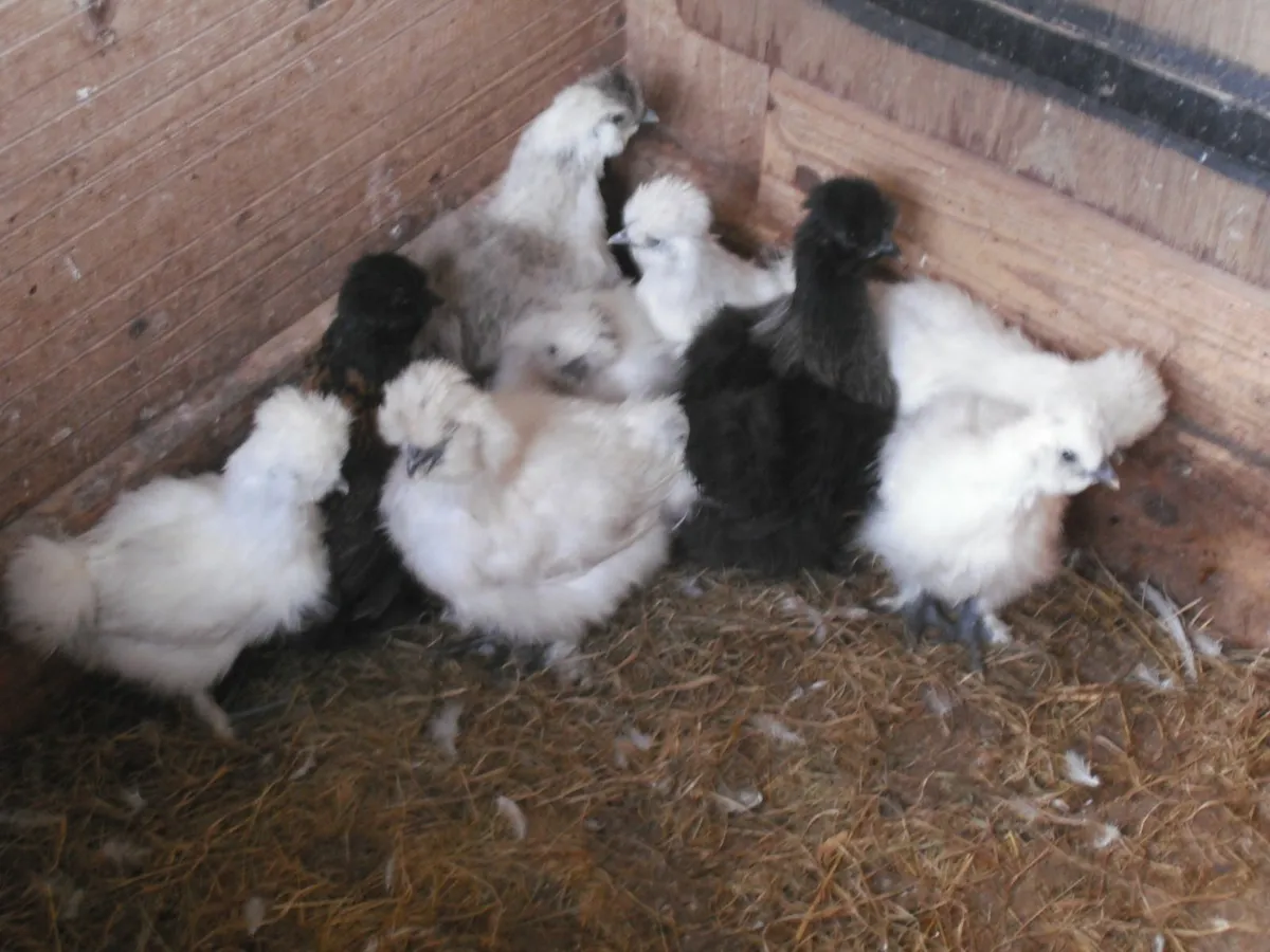 QUAIL SILKIES - Image 3