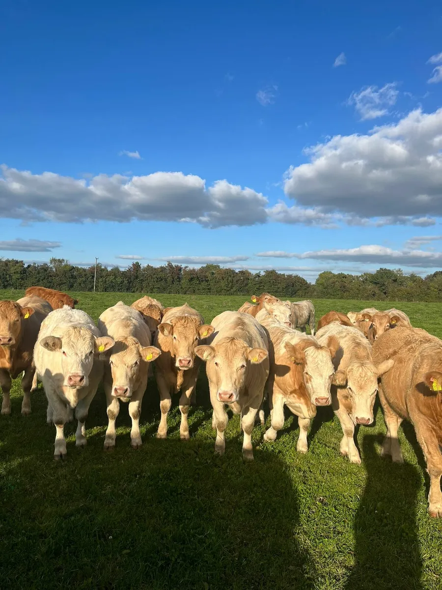 Ch Heifers for Ballinakill Mart 11th Oct - Image 1