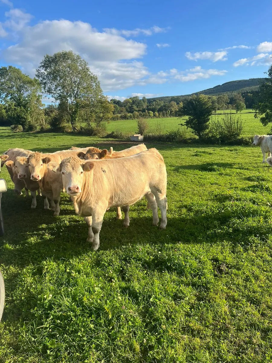 Ch Heifers for Ballinakill Mart 11th Oct - Image 2