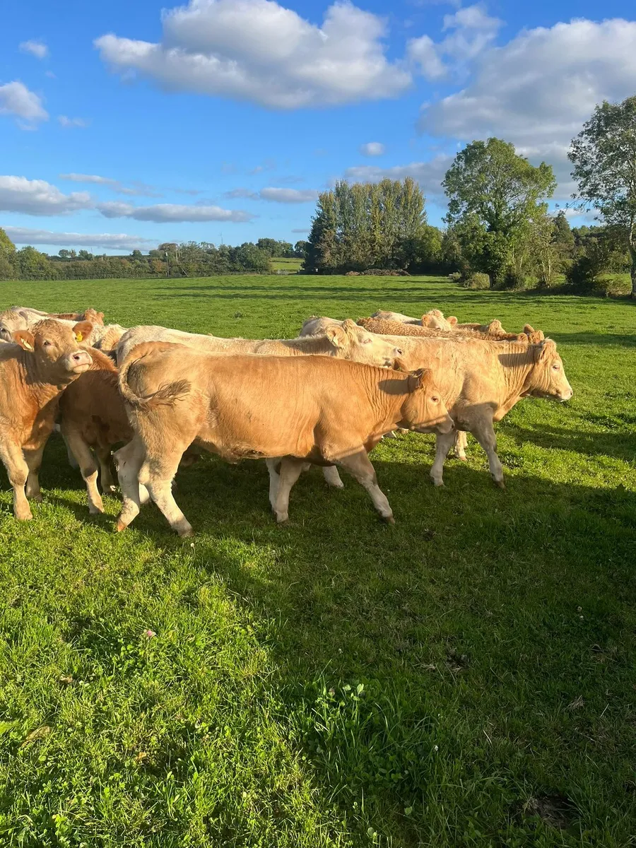 Ch Heifers for Ballinakill Mart 11th Oct - Image 3