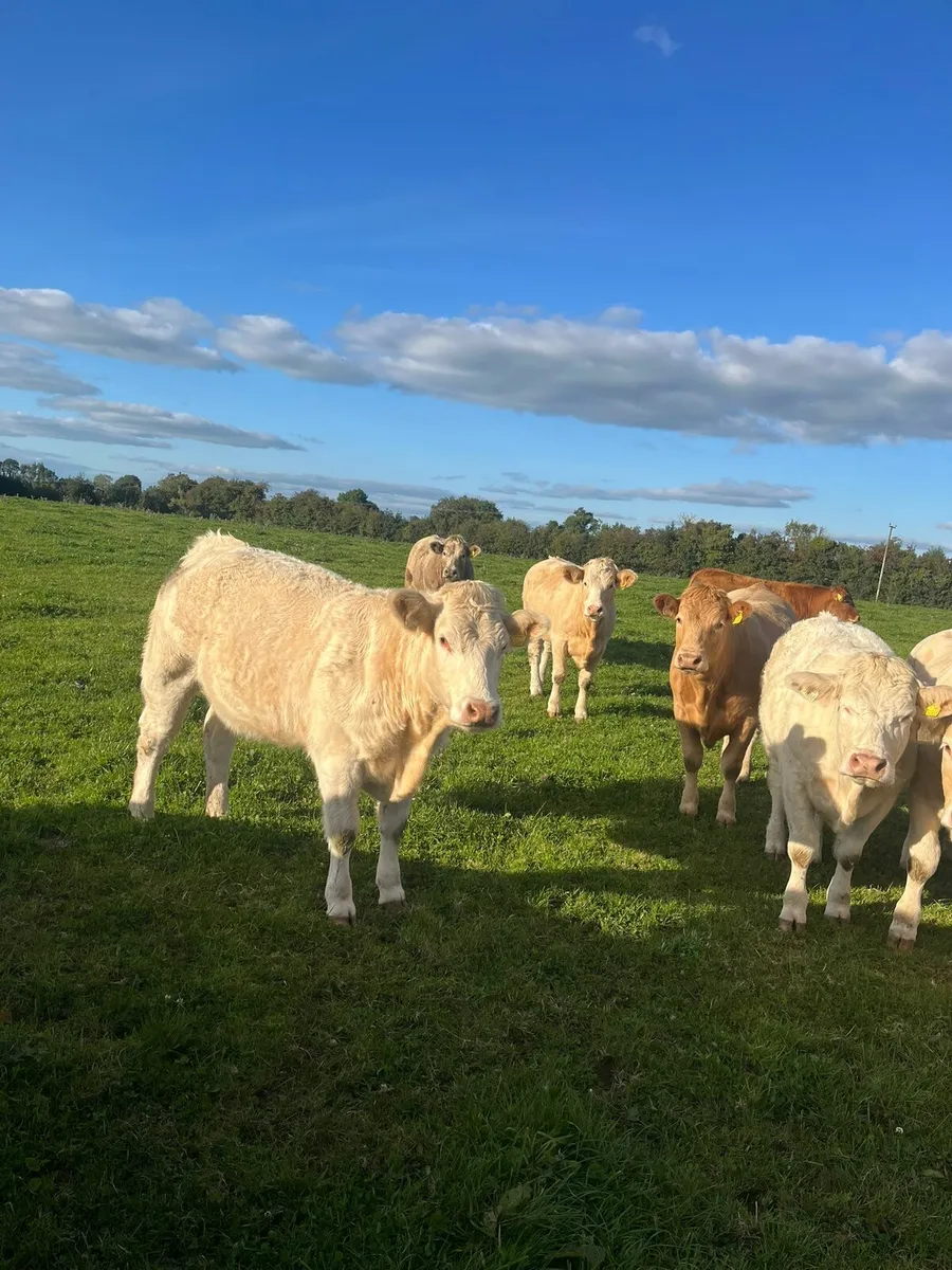 Ch Heifers for Ballinakill Mart 11th Oct - Image 4