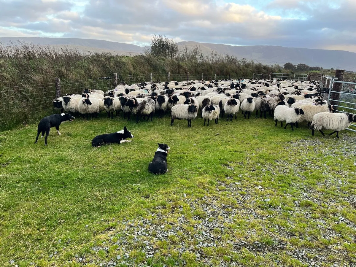 Blackface mountain ram lambs - Image 1