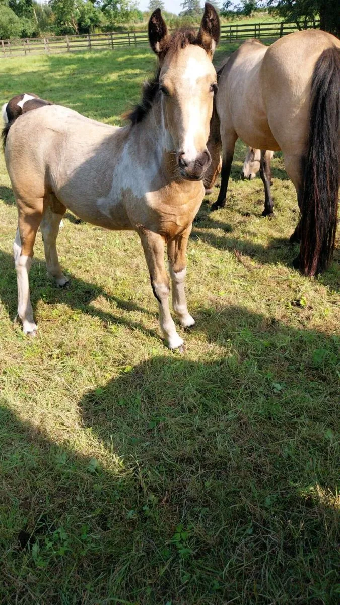 Connemara Cross Filly Foal - Image 1