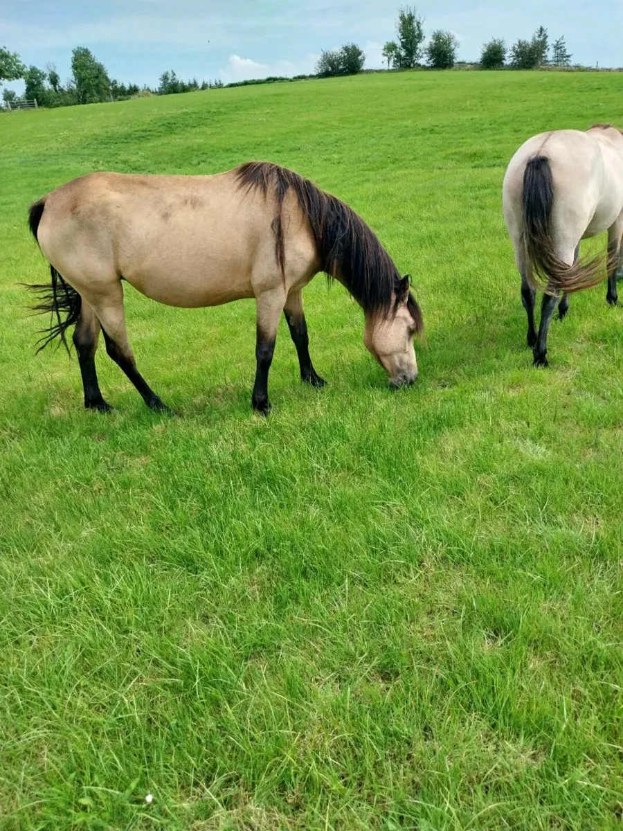 Connemara Cross Filly Foal - Image 2
