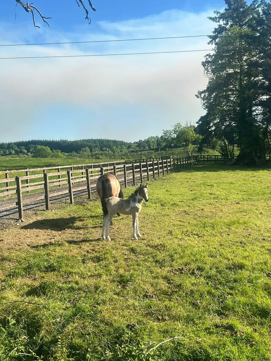 Connemara Cross Filly Foal - Image 3
