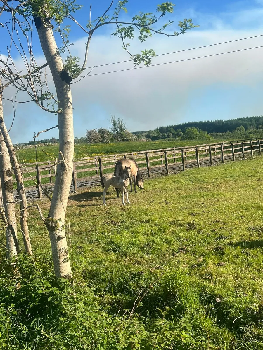 Connemara Cross Filly Foal - Image 4