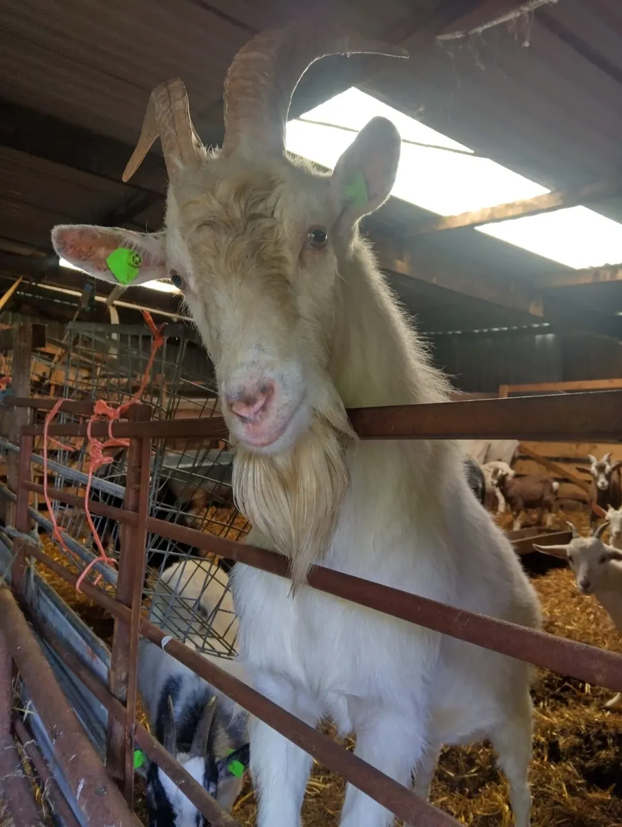 Puck goat - Image 1