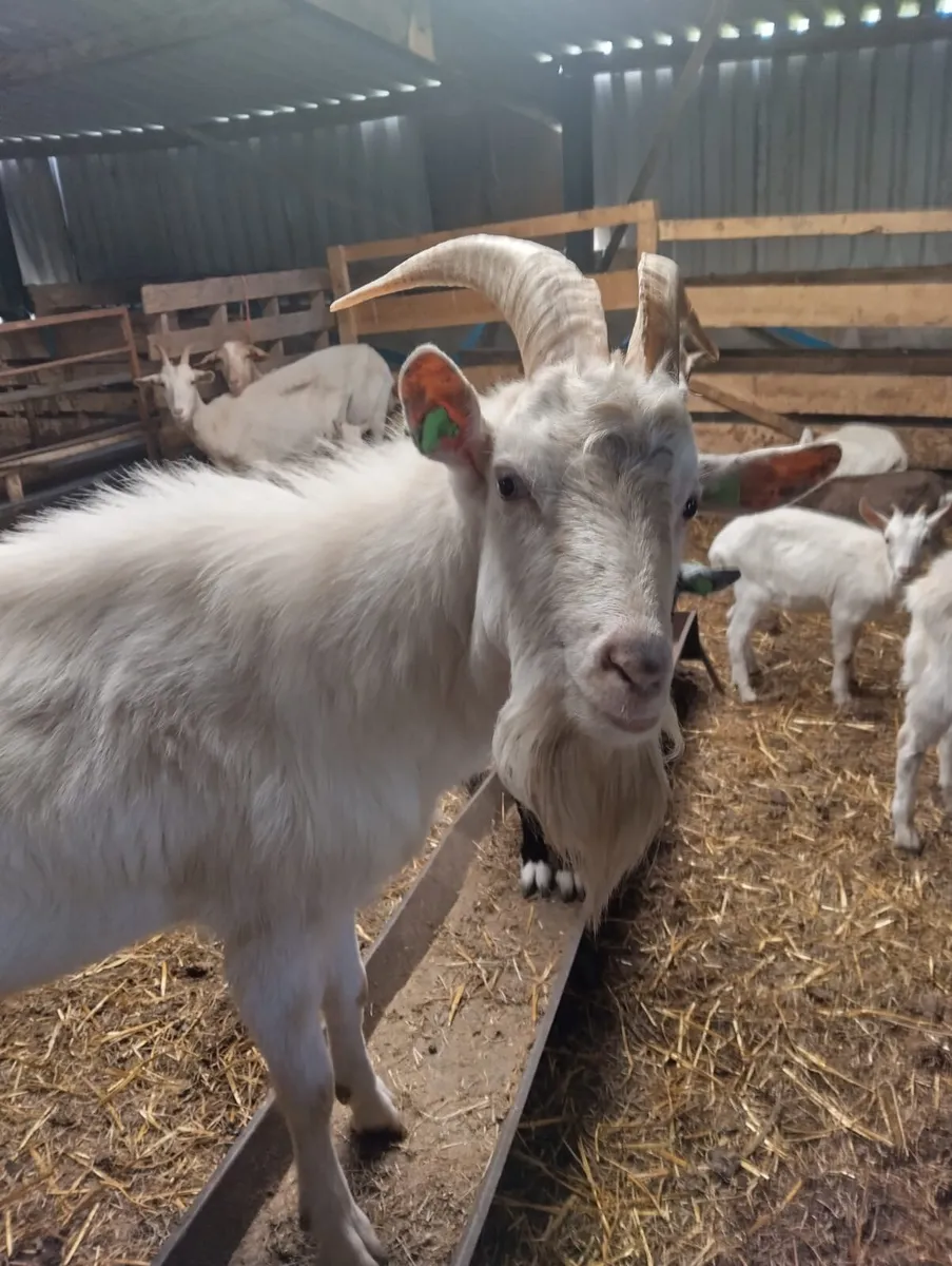 Puck goat - Image 2