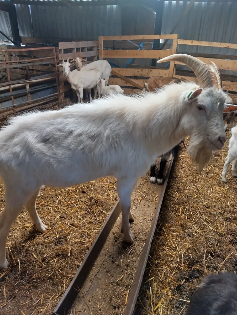 Puck goat - Image 3