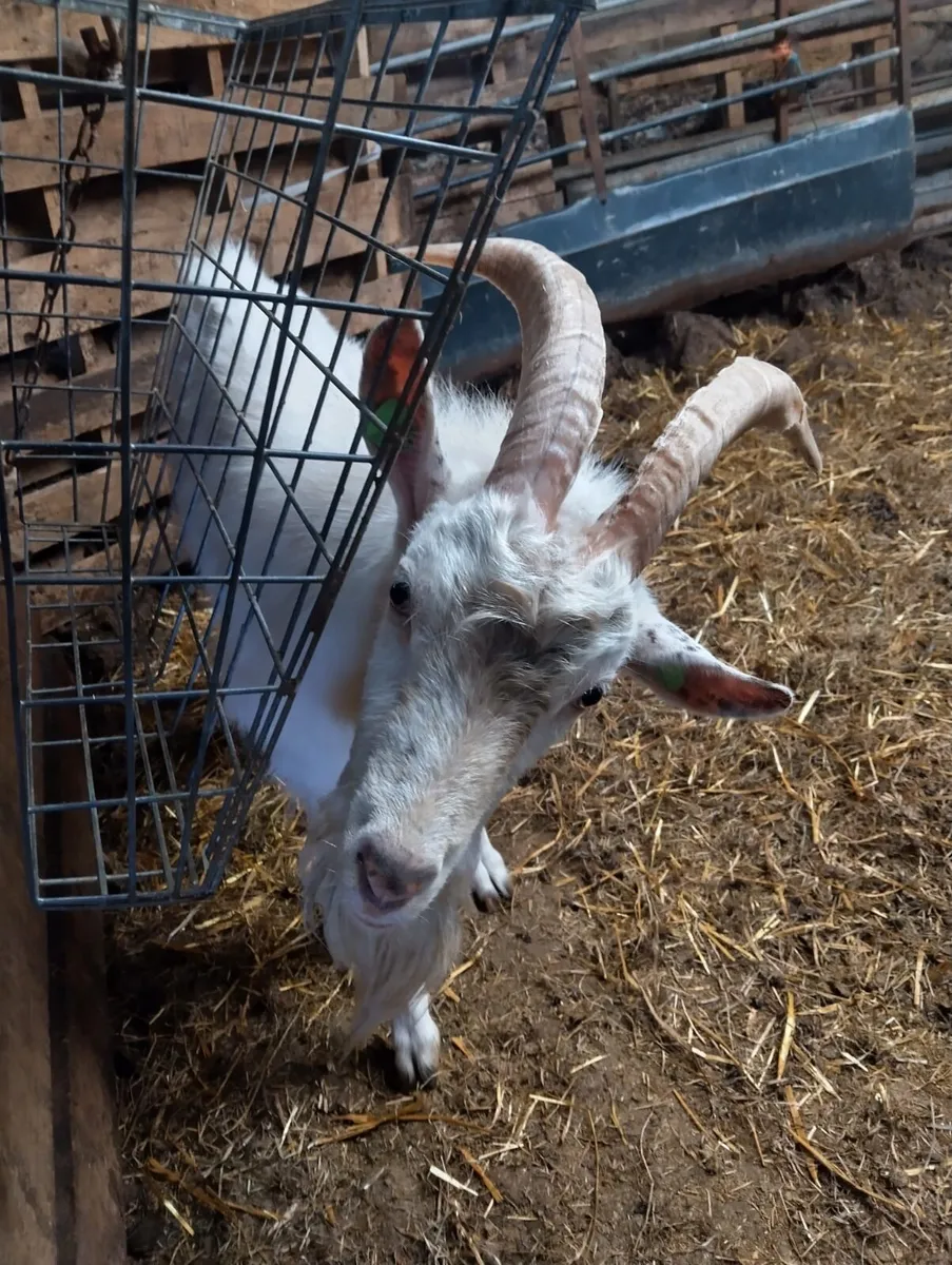 Puck goat - Image 4