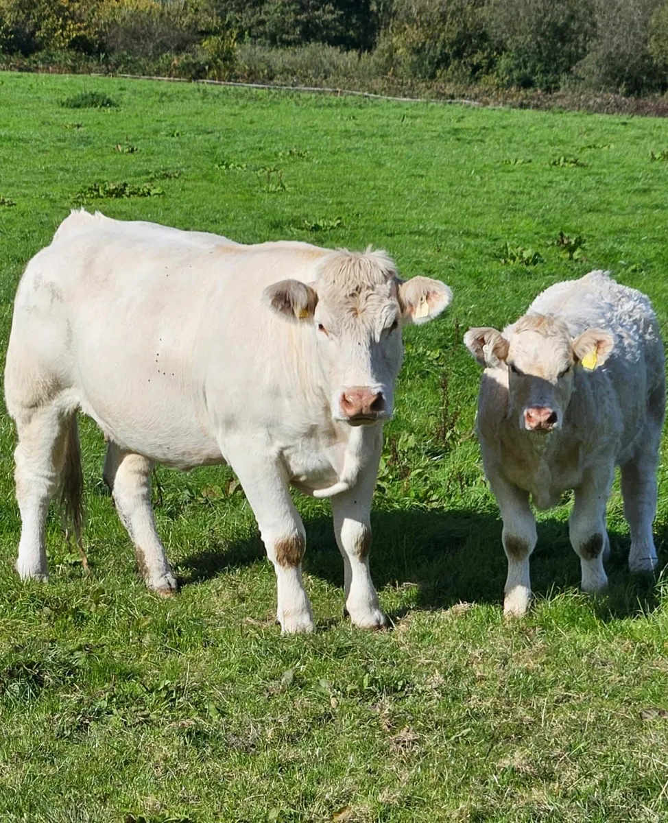 Pedigree Charolais  Cow and weanling - Image 1