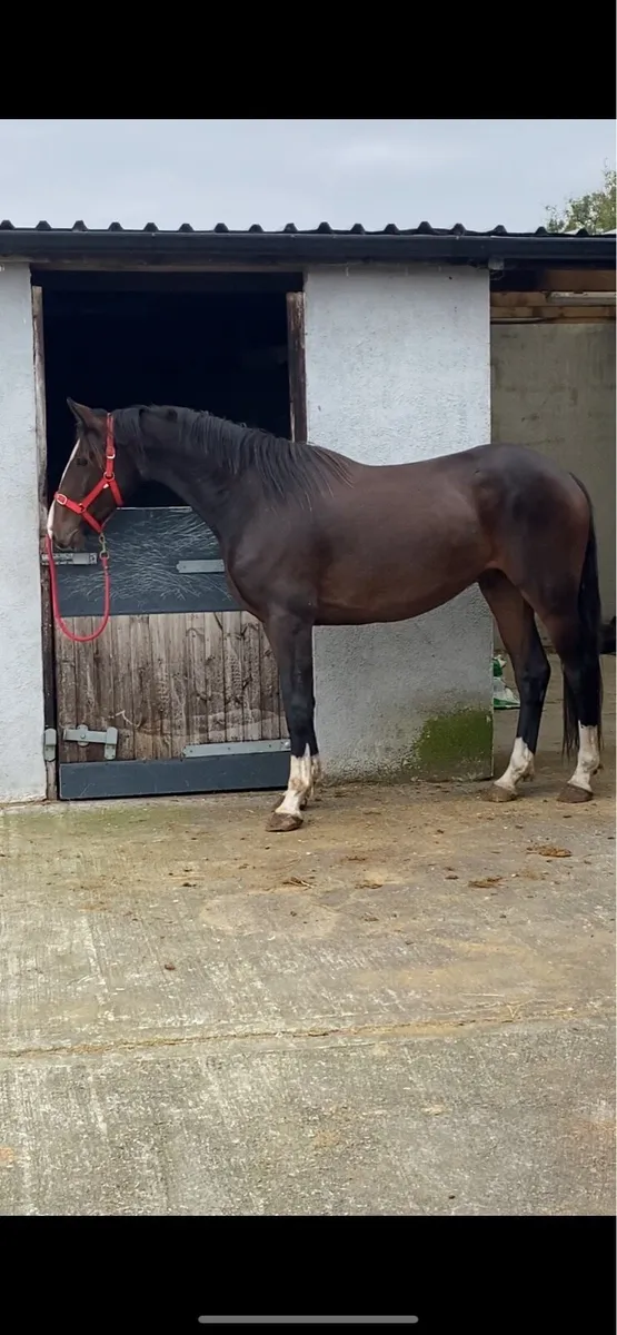 16.2 Gelding