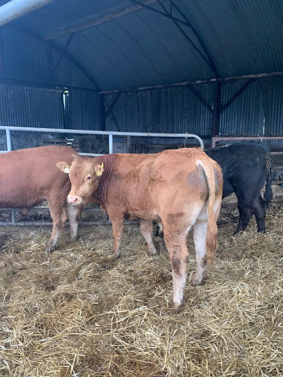 3 Super Quality LMX BULLOCKS for sale - Image 1